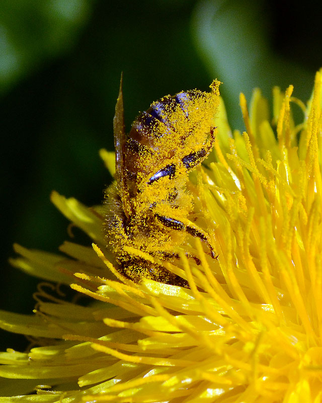 Bagni di polline di Apis mellifera